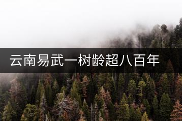 云南易武一樹齡超八百年古茶樹死亡，當(dāng)?shù)卦磕杲M織村民拜謁
