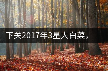 下關2017年3星大白菜，好茶從未中斷
