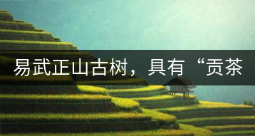 易武正山古樹(shù)，具有“貢茶范”