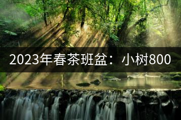 2023年春茶班盆：小樹800元／公斤，古樹1600-2200元／公斤