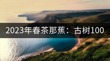 2023年春茶那蕉：古樹1000-1500元／公斤，中樹600-800元／公斤