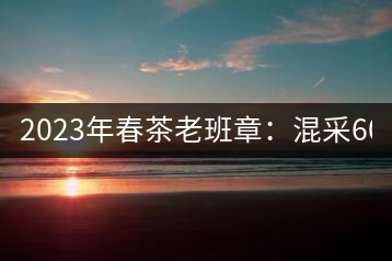 2023年春茶老班章：混采6000-8000元／公斤，挑采：12000元／公斤