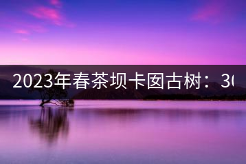 2023年春茶壩卡囡古樹：3000元／kg小樹：1200元／Kg