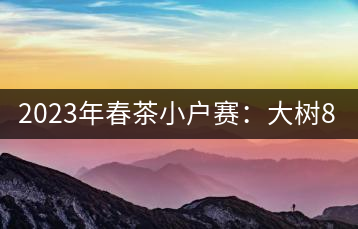 2023年春茶小戶賽：大樹800元／公斤，古樹1200-1300元／公斤