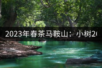 2023年春茶馬鞍山：小樹260–300元／公斤，古樹450-500元／公斤