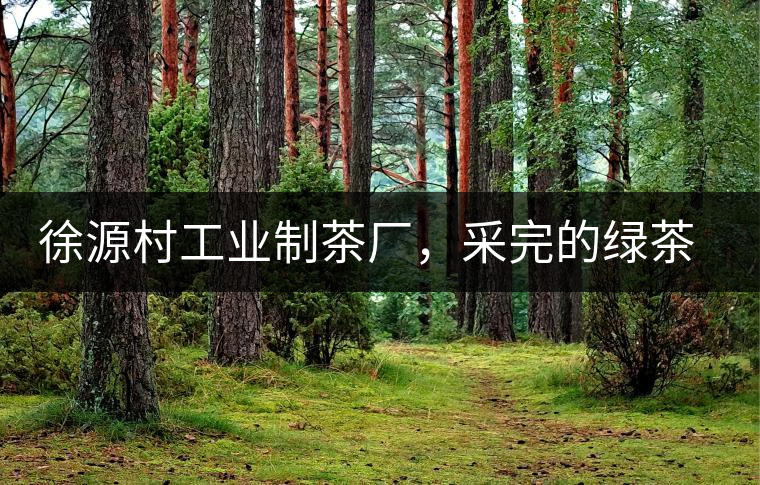 徐源村工業(yè)制茶廠，采完的綠茶都要拿到茶廠加工