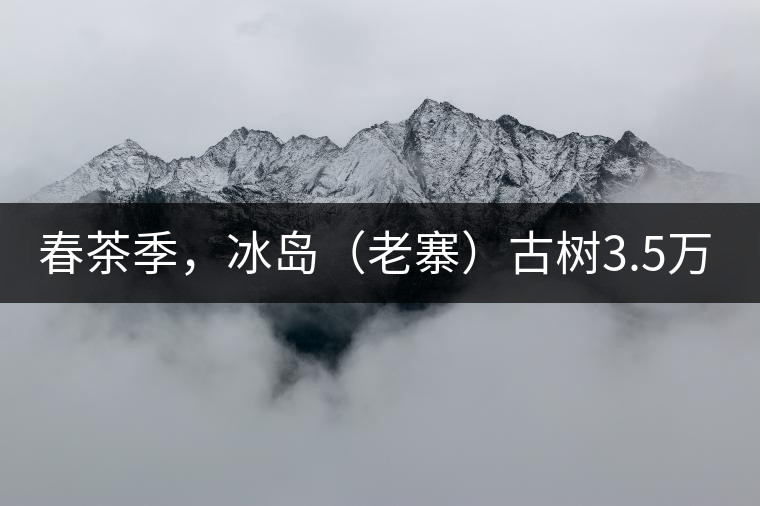 春茶季，冰島（老寨）古樹(shù)3.5萬(wàn)起