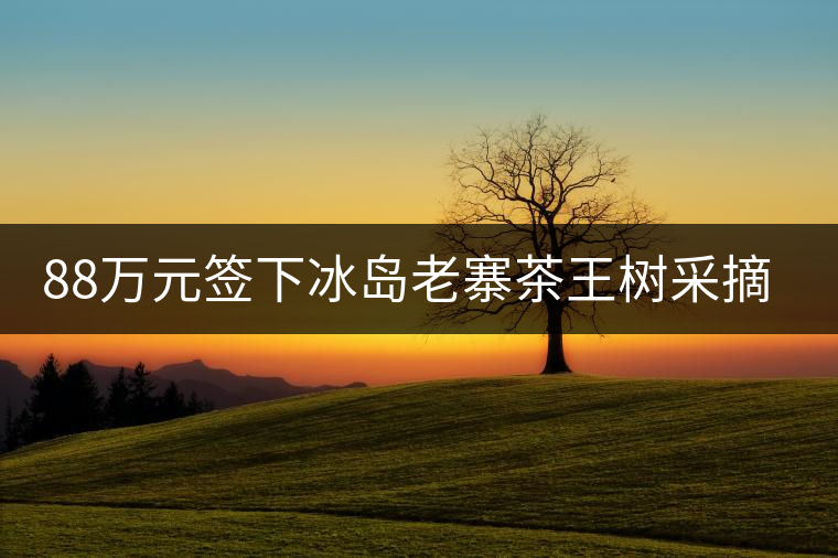 88萬元簽下冰島老寨茶王樹采摘權，誰說這是“競價交易”？