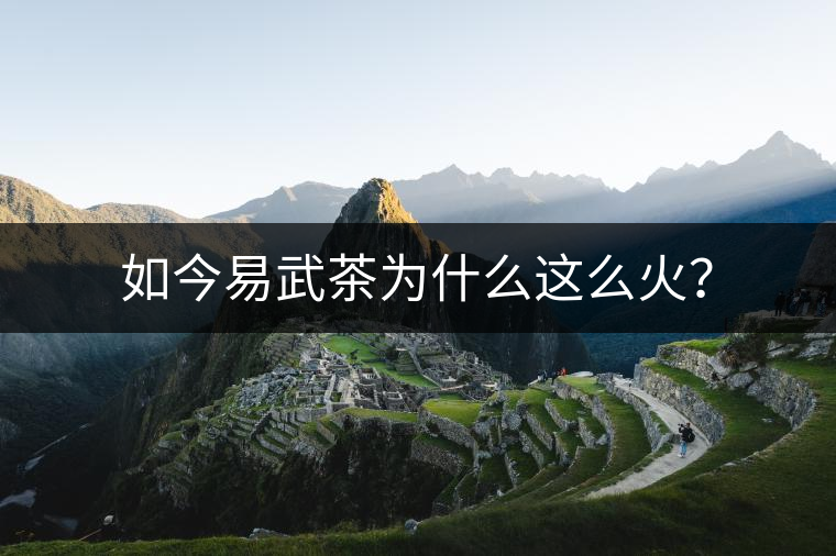 如今易武茶為什么這么火？