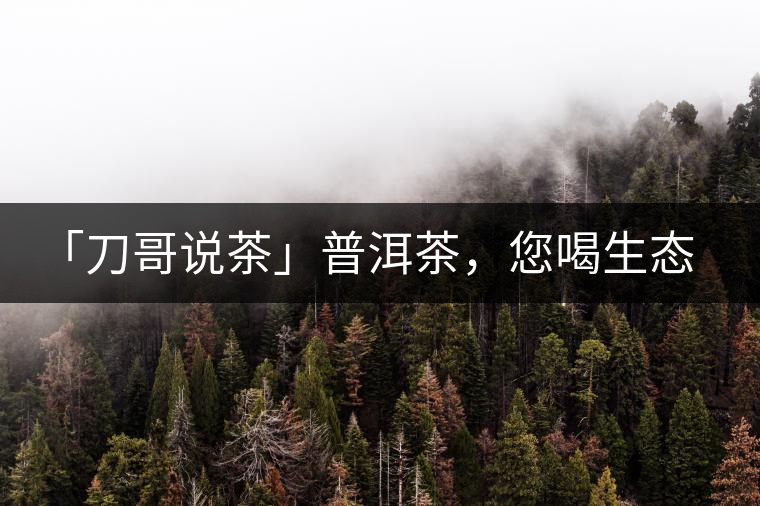 「刀哥說茶」普洱茶，您喝生態(tài)還是喝樹齡？