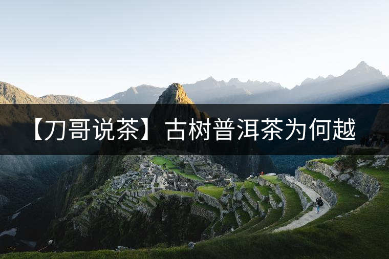 【刀哥說茶】古樹普洱茶為何越泡越甘甜?