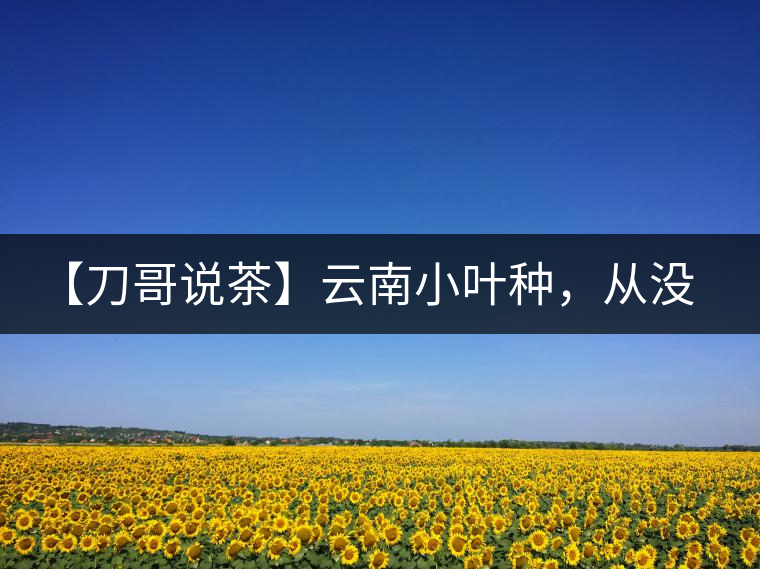【刀哥說茶】云南小葉種，從沒落到回歸