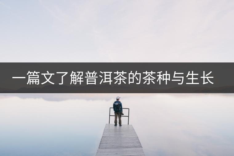 一篇文了解普洱茶的茶種與生長(zhǎng)形態(tài) 一篇文了解普洱茶的茶種與生長(zhǎng)形態(tài)