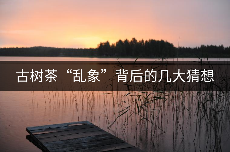 古樹(shù)茶“亂象”背后的幾大猜想 古樹(shù)茶“亂象”背后的幾大猜想