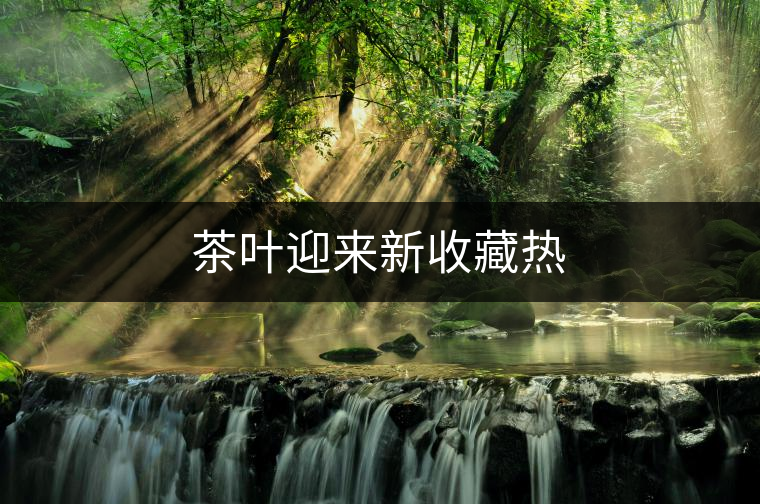 茶葉迎來新收藏熱 茶葉迎來新收藏熱