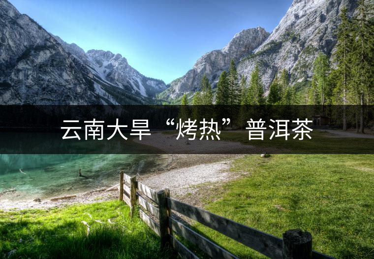 云南大旱“烤熱”普洱茶 云南大旱“烤熱”普洱茶