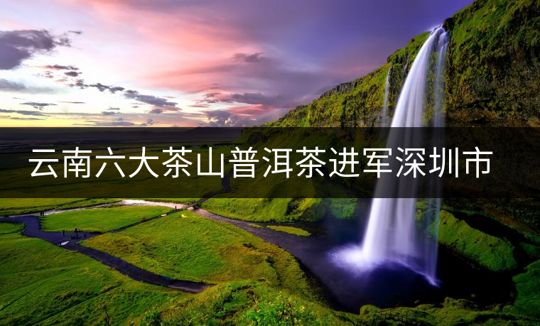 云南六大茶山普洱茶進軍深圳市場 云南六大茶山普洱茶進軍深圳市場