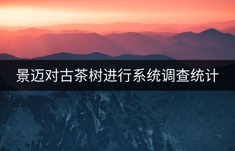 景邁對古茶樹進行系統(tǒng)調(diào)查統(tǒng)計 景邁對古茶樹進行系統(tǒng)調(diào)查統(tǒng)計