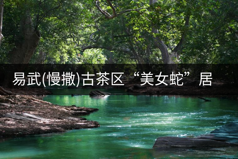 易武(慢撒)古茶區(qū)“美女蛇”居住的地方 易武(慢撒)古茶區(qū)“美女蛇”居住的地方