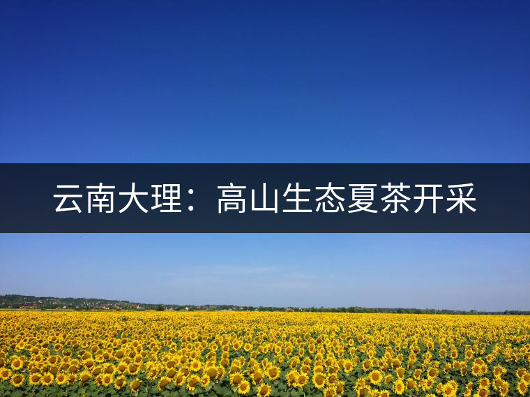 云南大理：高山生態(tài)夏茶開采