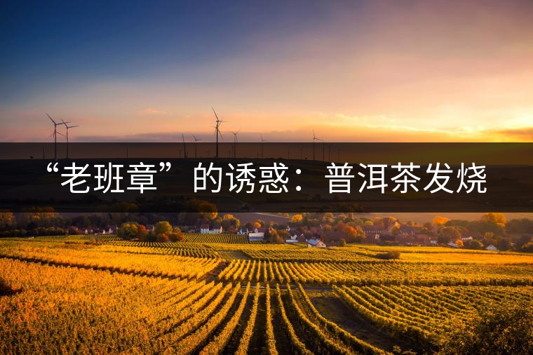 “老班章”的誘惑:普洱茶發(fā)燒友的選擇 “老班章”的誘惑:普洱茶發(fā)燒友的選擇