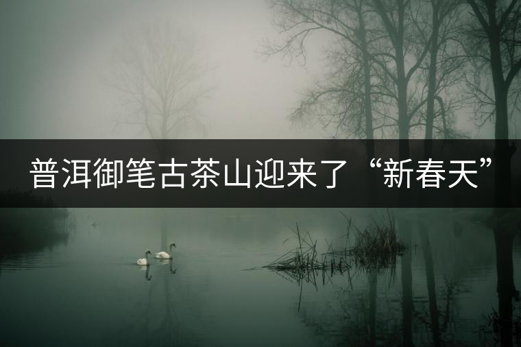 普洱御筆古茶山迎來了“新春天”