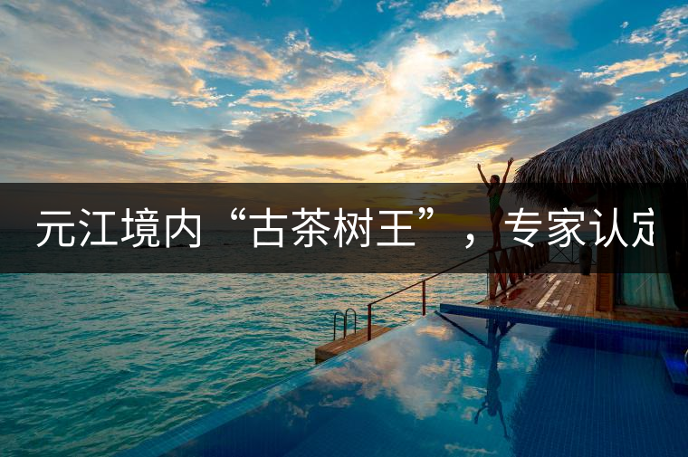 元江境內(nèi)“古茶樹王”，專家認(rèn)定樹齡在1500多年以上