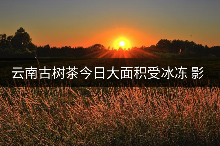 云南古樹茶今日大面積受冰凍 影響嚴重 云南古樹茶今日大面積受冰凍 影響嚴重