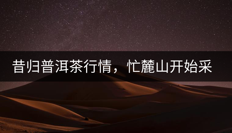 昔歸普洱茶行情，忙麓山開(kāi)始采制春茶