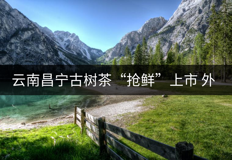 云南昌寧古樹(shù)茶“搶鮮”上市 外地茶商“聞香”而來(lái)