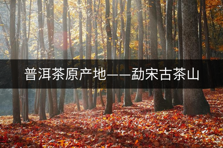 普洱茶原產(chǎn)地——勐宋古茶山