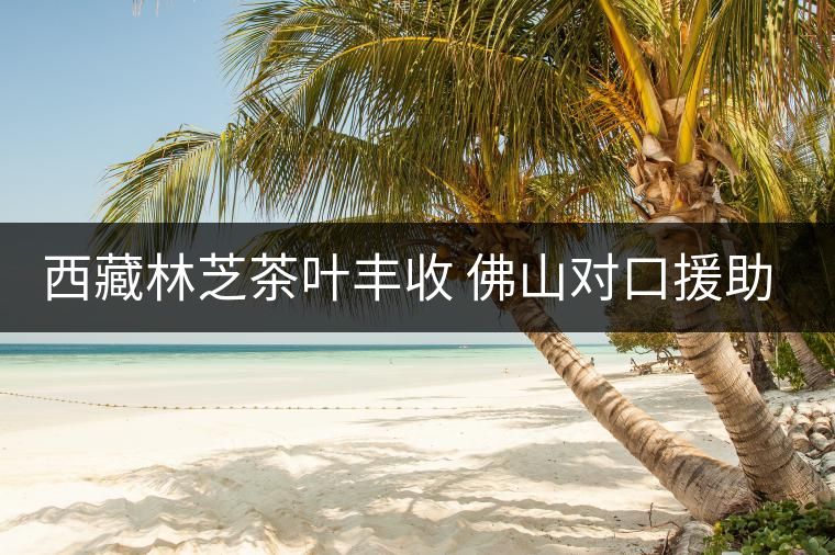 西藏林芝茶葉豐收 佛山對口援助成效初現(xiàn) 西藏林芝茶葉豐收 佛山對口援助成效初現(xiàn)