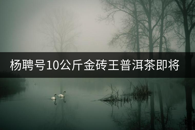 楊聘號10公斤金磚王普洱茶即將面世