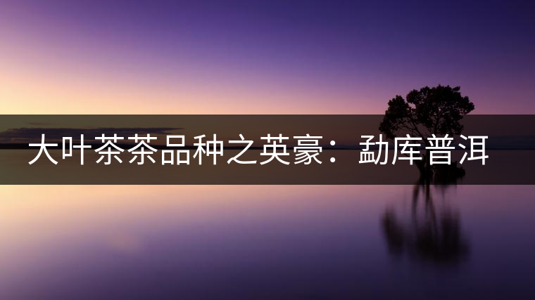 大葉茶茶品種之英豪:勐庫普洱茶 大葉茶茶品種之英豪:勐庫普洱茶