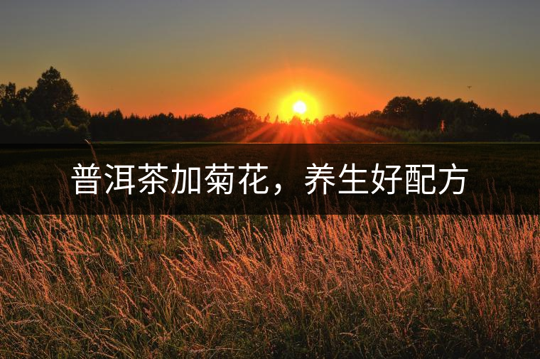 普洱茶加菊花，養(yǎng)生好配方