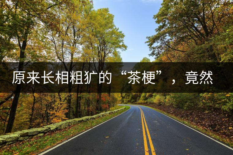 原來長相粗獷的“茶梗”，竟然還有這么多的作用