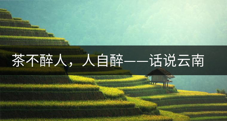 茶不醉人，人自醉——話說云南冰島普洱茶