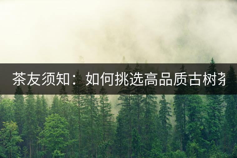 茶友須知：如何挑選高品質(zhì)古樹茶？