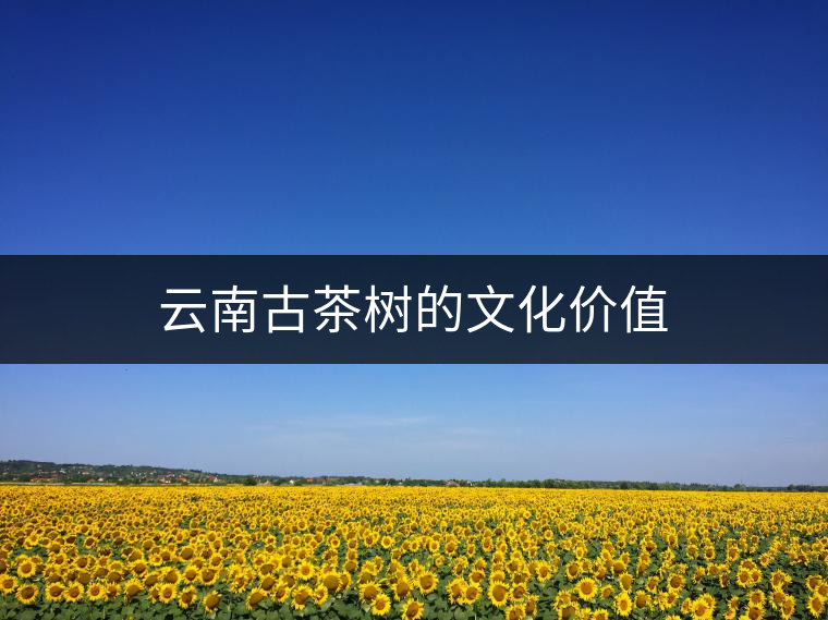 云南古茶樹的文化價值