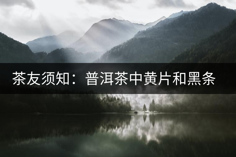 茶友須知:普洱茶中黃片和黑條的形成 茶友須知:普洱茶中黃片和黑條的形成