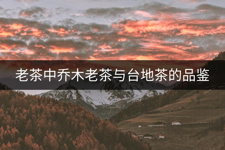 老茶中喬木老茶與臺地茶的品鑒 老茶中喬木老茶與臺地茶的品鑒