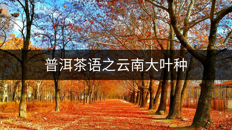 普洱茶語(yǔ)之云南大葉種 普洱茶語(yǔ)之云南大葉種