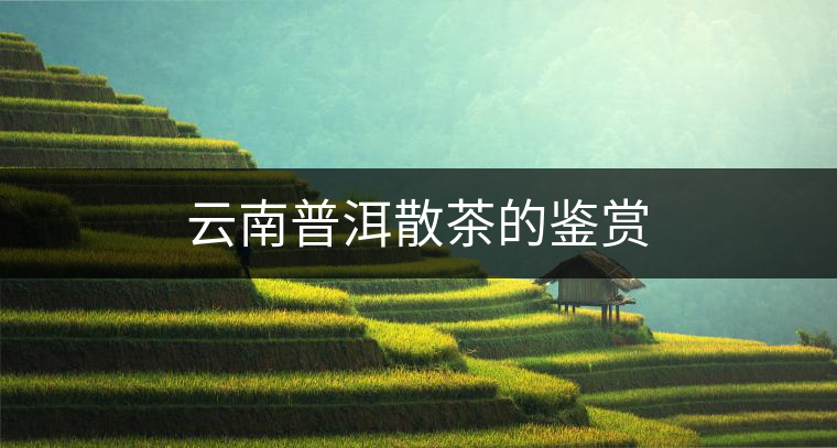 云南普洱散茶的鑒賞 云南普洱散茶的鑒賞