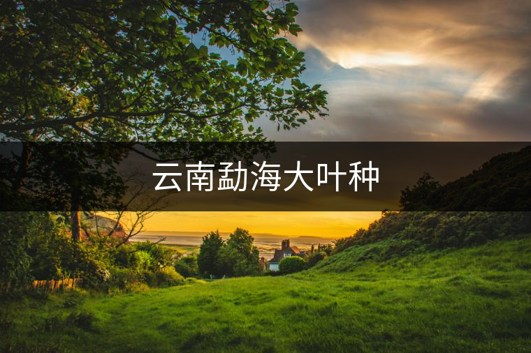 云南勐海大葉種 云南勐海大葉種