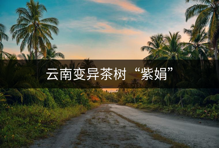 云南變異茶樹“紫娟” 云南變異茶樹“紫娟”