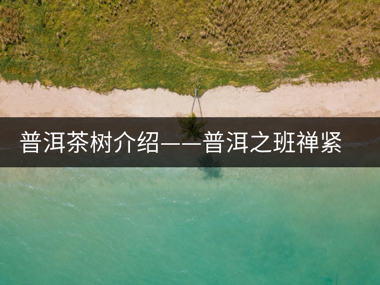 普洱茶樹介紹——普洱之班禪緊茶