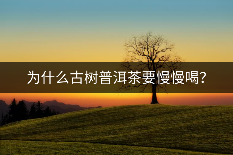 為什么古樹普洱茶要慢慢喝？