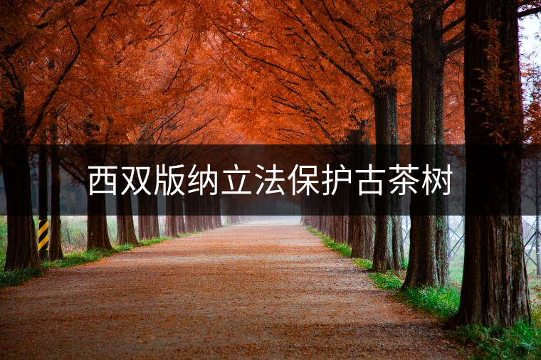 西雙版納立法保護(hù)古茶樹(shù) 西雙版納立法保護(hù)古茶樹(shù)