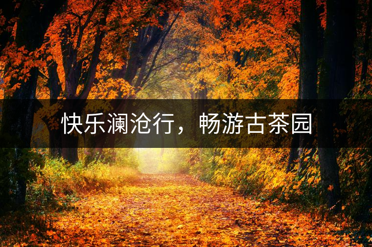 快樂(lè)瀾滄行，暢游古茶園