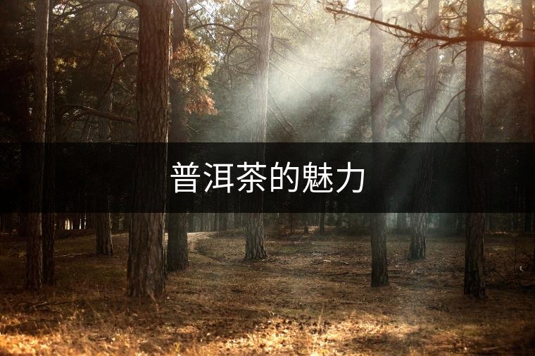 普洱茶的魅力 普洱茶的魅力